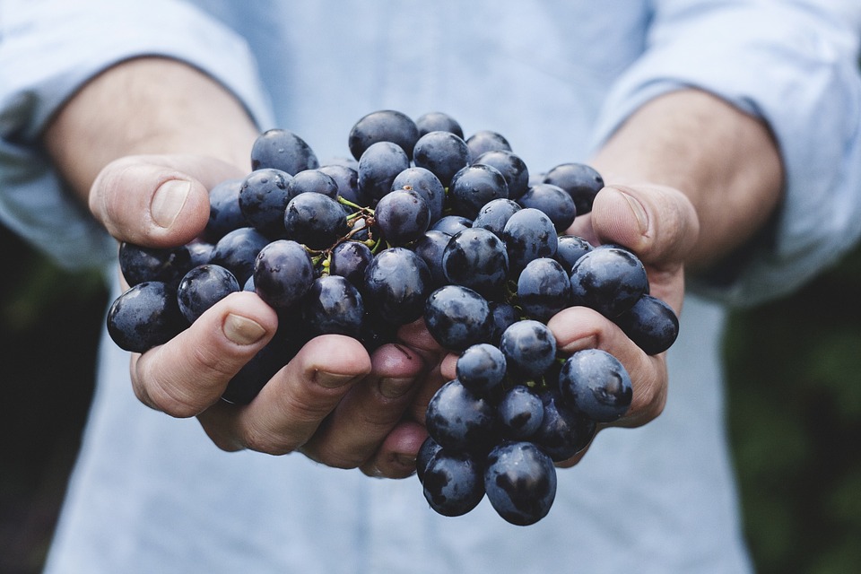 Vendemmia a Torino 2019