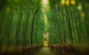 Investire in bambù