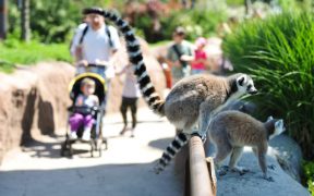 Zoom Bioparco sceglie Affini