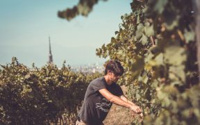 Vendemmia a Torino
